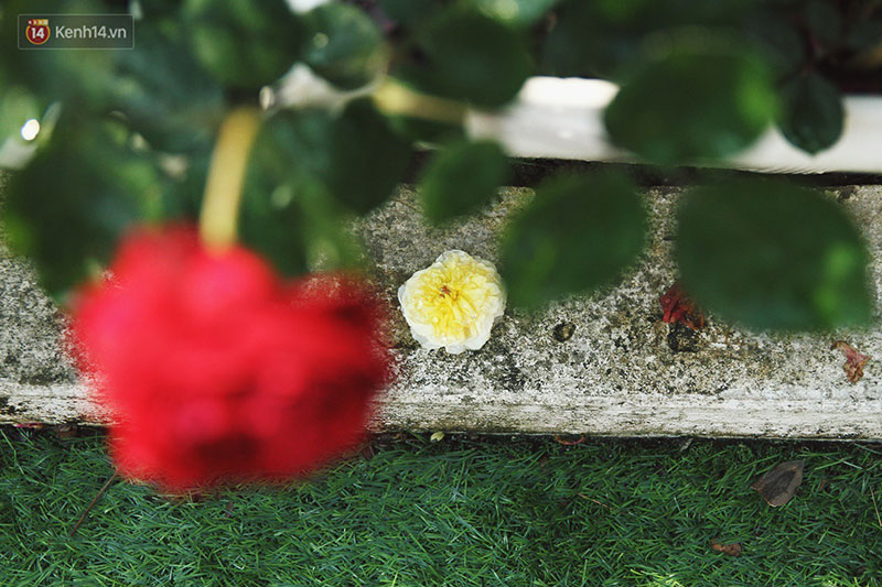 Hình ảnh xấu xí tại lễ hội hoa hồng Bulgaria: Người dân trèo rào, kéo hoa bất chấp để chụp ảnh